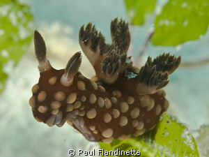 What a fasinating nudibranch - It reminds me of a mythica... by Paul Flandinette 